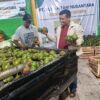 Harga Alpukat dan Kentang Aceh Tengah Naik, Rumah Tani Nusantara Jadi Penopang Pasar Petani