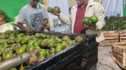 Harga Alpukat dan Kentang Aceh Tengah Naik, Rumah Tani Nusantara Jadi Penopang Pasar Petani
