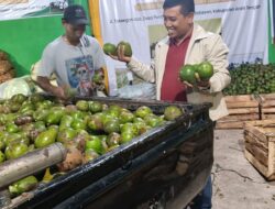 Harga Alpukat dan Kentang Aceh Tengah Naik, Rumah Tani Nusantara Jadi Penopang Pasar Petani